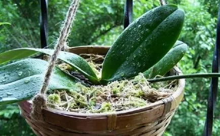 Orchid разцъфтя, какво да правя със стрелка след цъфтежа