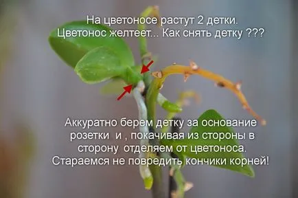 Orchid разцъфтя, какво да правя със стрелка, като е нарязано, как да се трансплантира завод в друга саксия
