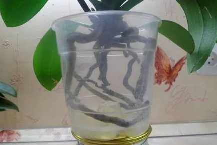 Orchid разцъфтя, какво да правя със стрелка, като е нарязано, как да се трансплантира завод в друга саксия