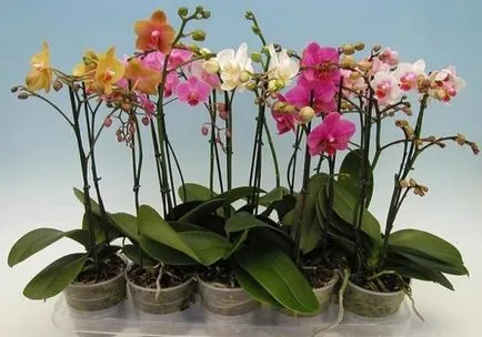 Orchid разцъфтя, какво да правя със стрелка след цъфтежа