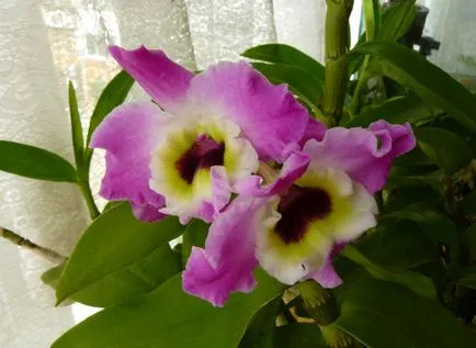 Orchid разцъфтя, какво да правя със стрелка, като е нарязано, как да се трансплантира завод в друга саксия