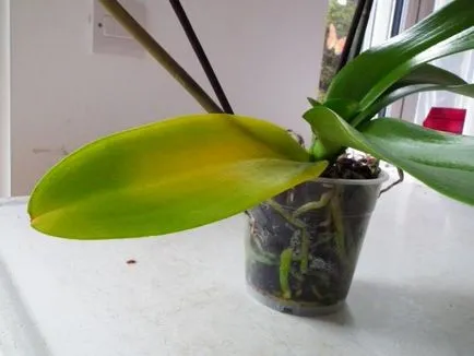 Orchid разцъфтя, какво да правя със стрелка, като е нарязано, как да се трансплантира завод в друга саксия