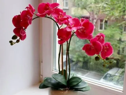 Orchid разцъфтя, какво да правя със стрелка след цъфтежа