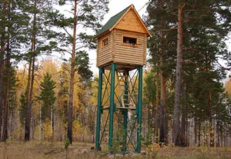 На лов за дива свиня