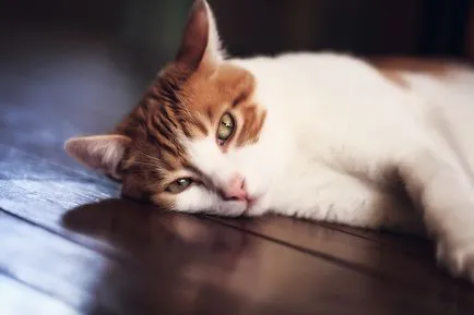 Otodektoz при котки и неговото лечение (важно е да се следи за състоянието на ухото) Otodektoz при котки и нейното лечение
