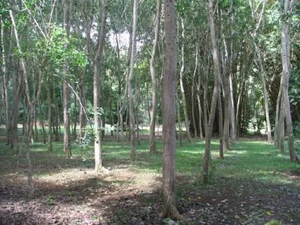 Rosewood, каталог, дървен материал, дървена конструкция