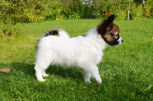 Papillon (куче) - описание, снимки, цена, грижа и поддръжка, Papillon (куче) - описание, снимки, цена, грижа и поддръжка,