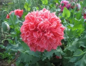Papaver - отглеждане на семена, засаждане и грижи в открито поле
