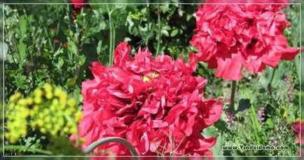 Papaver, маково или Peony- (снимка) расте - моят живот
