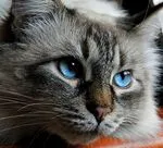 Персийски котки в природата, грижа, продължителността на живота