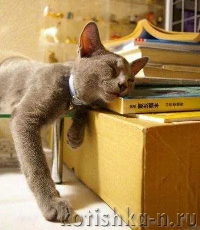 Първа помощ котка