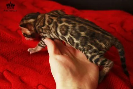 Развъдник бенгалски котки бенгалски котки, цената на бенгалски котки в Челябинск