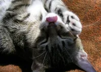 Защо една котка мие, знаци, снимки, котка мърка и мие, котки - които са те