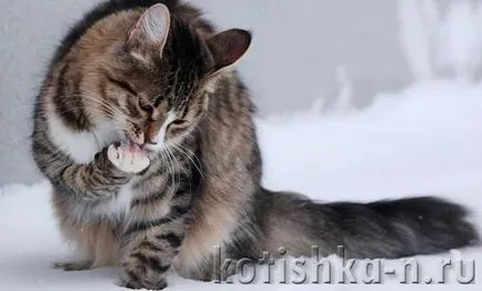 Защо котката редовно измиване