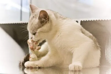 Защо котка измивания твърде трудно