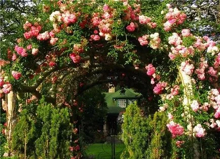 Катерене рози в ландшафтния дизайн снимката на