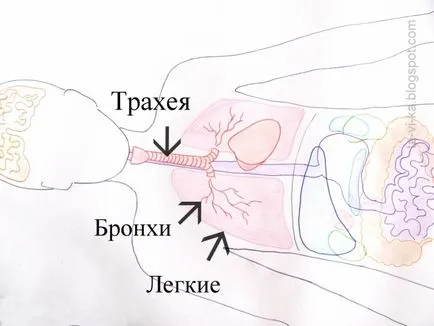 Защо един човек диша pochemuchek клуб (клуб) Защо един човек диша клуб pochemuchek