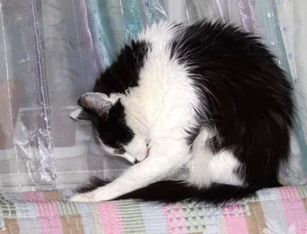 Защо котка измивания твърде трудно