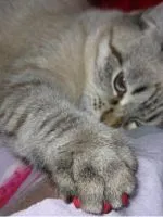 Защо котките капе