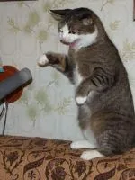 Защо котките капе