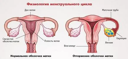 Защо няма месечни причини, различни от бременност, менструация