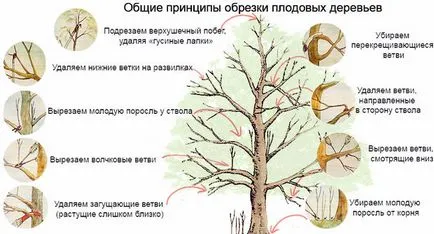 Защо не плодните ябълково дърво и какво да направя за него
