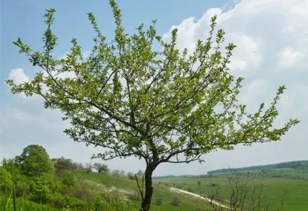 Защо не плодните ябълково дърво и какво да направя за него