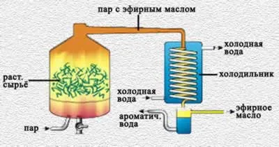 Получаването на етерични масла