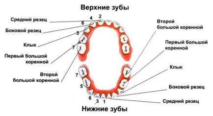Последователността на изригване на зъби при деца (11 снимки) как да се изкачи симптоми зъби
