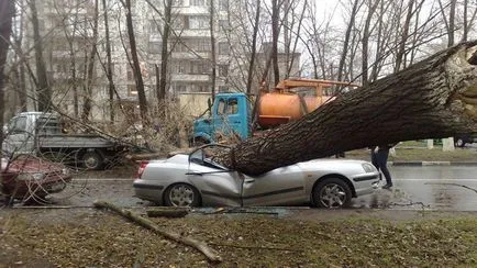Процедура, ако колата е паднало дърво
