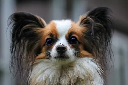 Papillon порода куче снимка, описание порода, приблизителна цена
