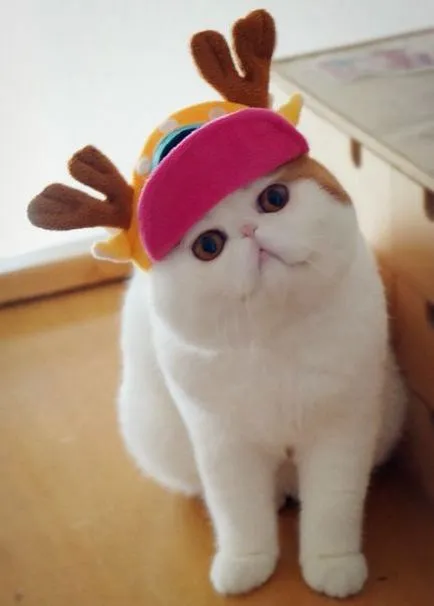 Cat Порода Снупи