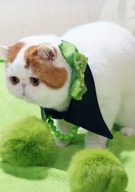 Cat Порода Снупи