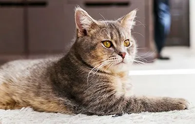 Грижа за котка след кастрация