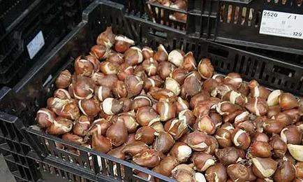 Отглеждане на рози в оранжерията - и принуждавайки периода на цъфтеж