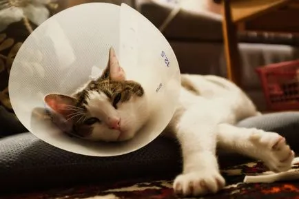 Яка за котки и назначаването му