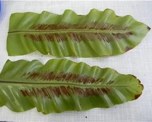 Условия за грижа Asplenium Костенец или у дома, съвети и трикове