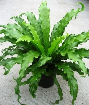 Условия за грижа Asplenium Костенец или у дома, съвети и трикове
