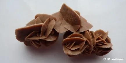 Истината за Сахара Rose