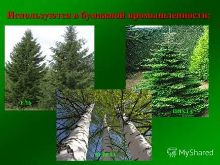Презентация за това, защо ние сме приятели с гората, за които той се нуждае от хората, които дават гората един мъж