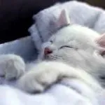 Признаци с котки в къщата онлайн, бременност и брак, се носят през нощта по време на бременност,