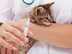 Ваксинация срещу бяс котка