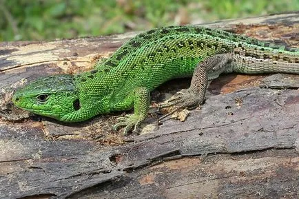 поддържане и грижа Sand гущер (Обща Lizard) поддръжка Sand гущер и грижи