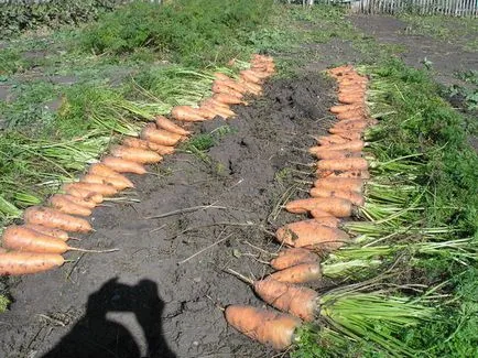 Проблемът с моркови засаждане засети много, и се издига малко (моркови) Проблемът с моркови засаждане засети много, и се издига малко