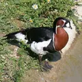 Bird () 7 букви - дума за търсене маска и решителност, за да отговори на кръстословици