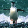 Bird () 7 букви - дума за търсене маска и решителност, за да отговори на кръстословици