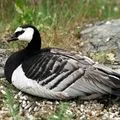 Bird () 7 букви - дума за търсене маска и решителност, за да отговори на кръстословици