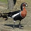 Bird () 7 букви - дума за търсене маска и решителност, за да отговори на кръстословици