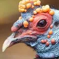 Bird () 7 букви - дума за търсене маска и решителност, за да отговори на кръстословици