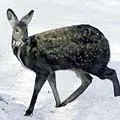 Bird () 7 букви - дума за търсене маска и решителност, за да отговори на кръстословици